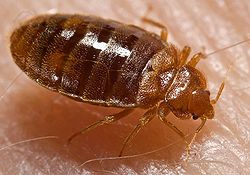 bed bug removal